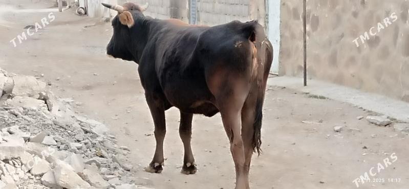 bakyda duran sygyr - Gyzylarbat - img 1