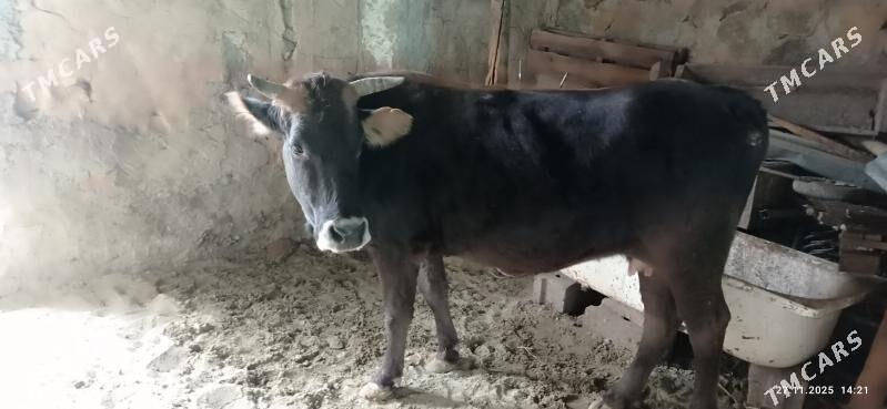 bakyda duran sygyr - Gyzylarbat - img 2