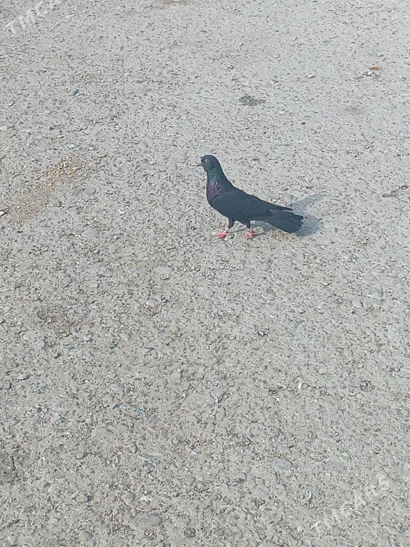 kepderi - Балканабат - img 2