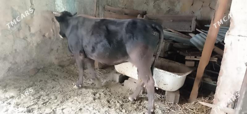 bakyda duran sygyr - Gyzylarbat - img 3