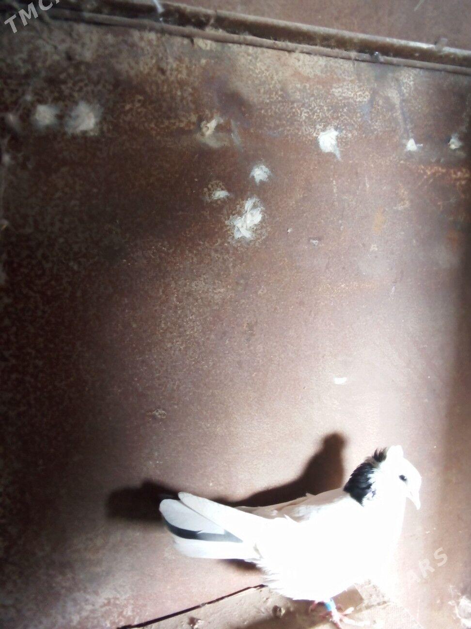 kepderi - Boldumsaz - img 6