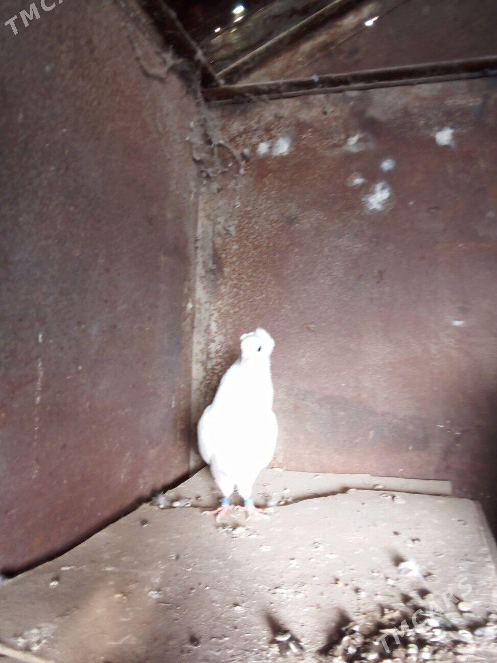 kepderi - Boldumsaz - img 7