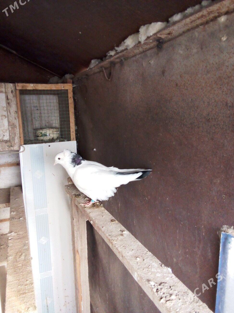 kepderi - Boldumsaz - img 4