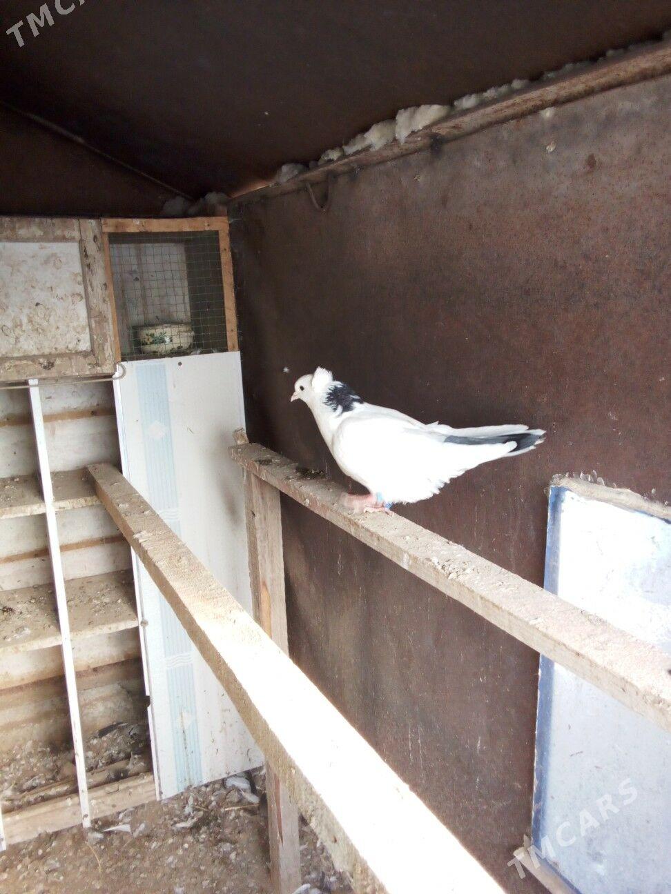 kepderi - Boldumsaz - img 5