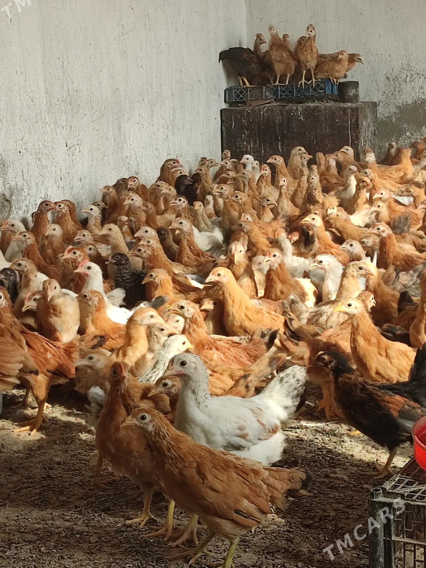 jüýje - Tejen - img 3