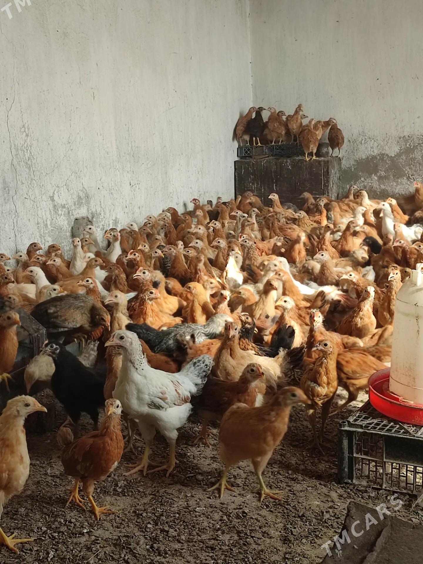 jüýje - Tejen - img 4