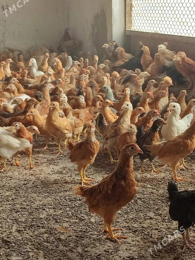 jüýje - Tejen - img 2