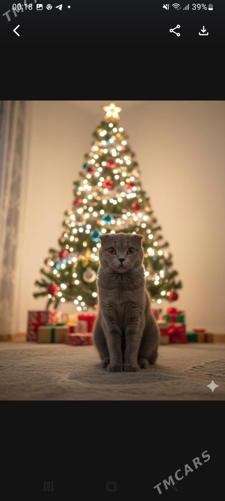 Шотландский кот - Туркменабат - img 3