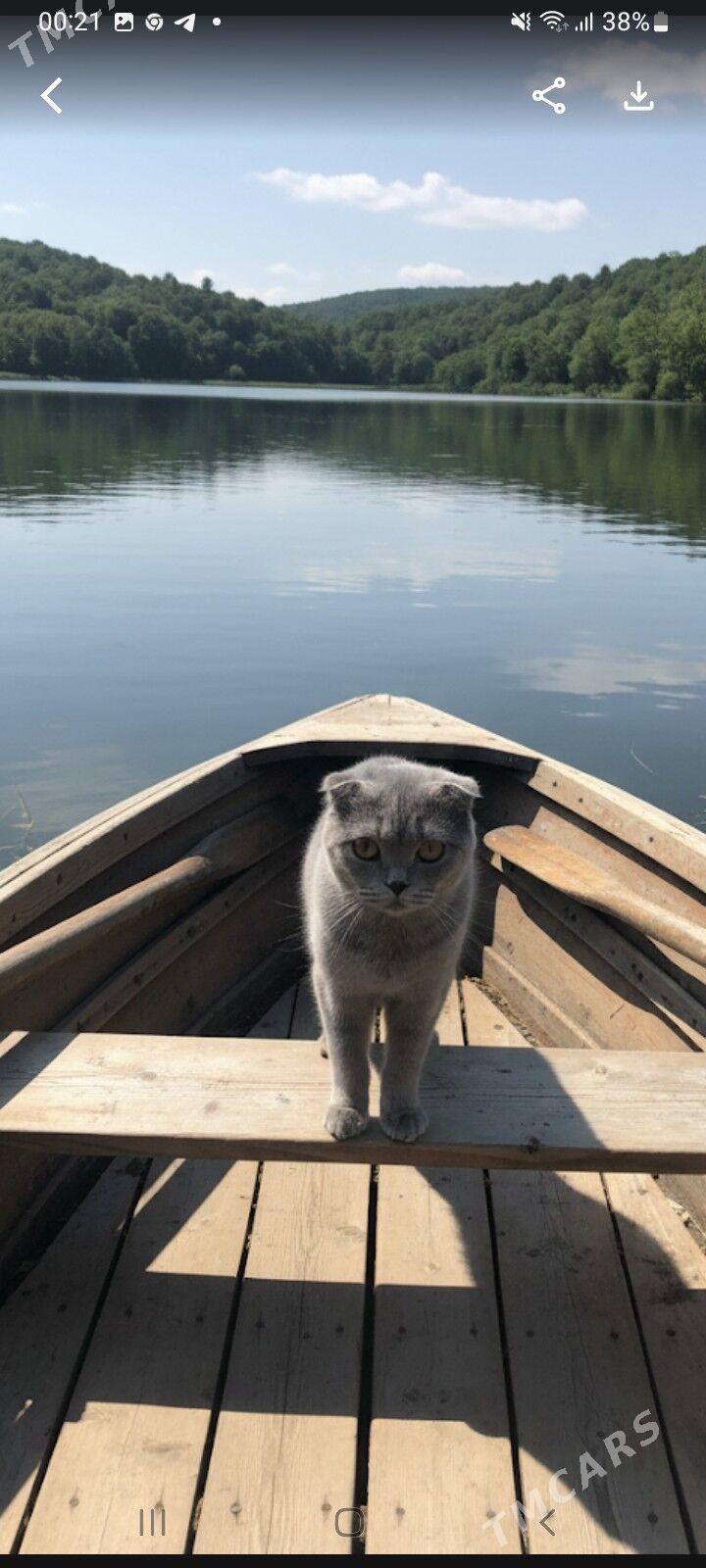 Шотландский кот - Туркменабат - img 2