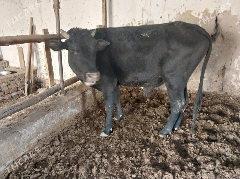 okuzce - Türkmenabat - img 2