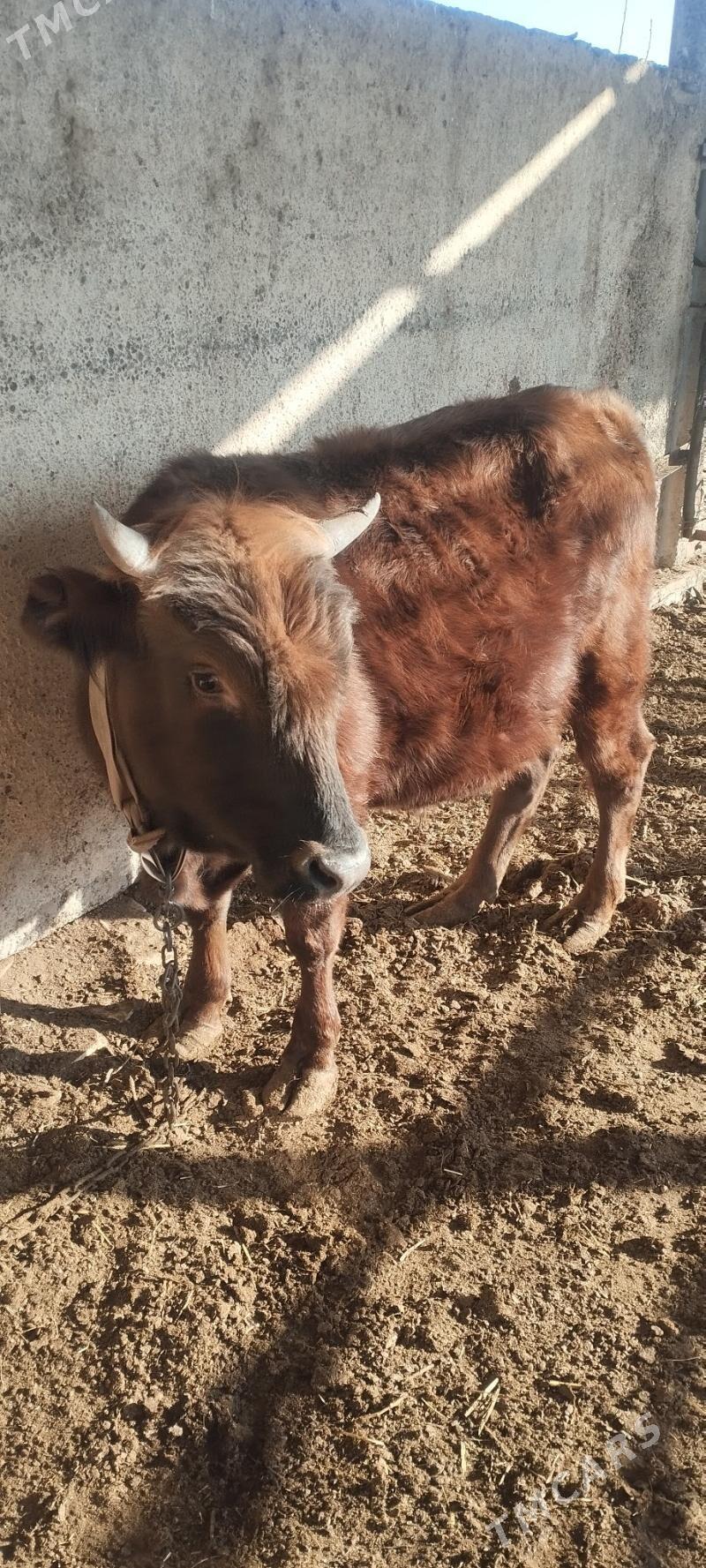 õkÿz - Wekilbazar - img 4