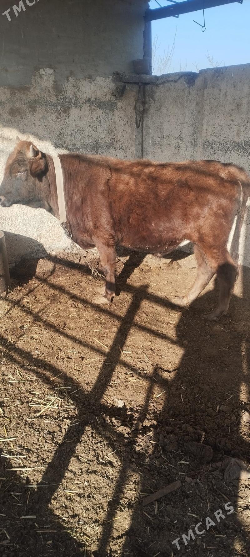 õkÿz - Wekilbazar - img 3