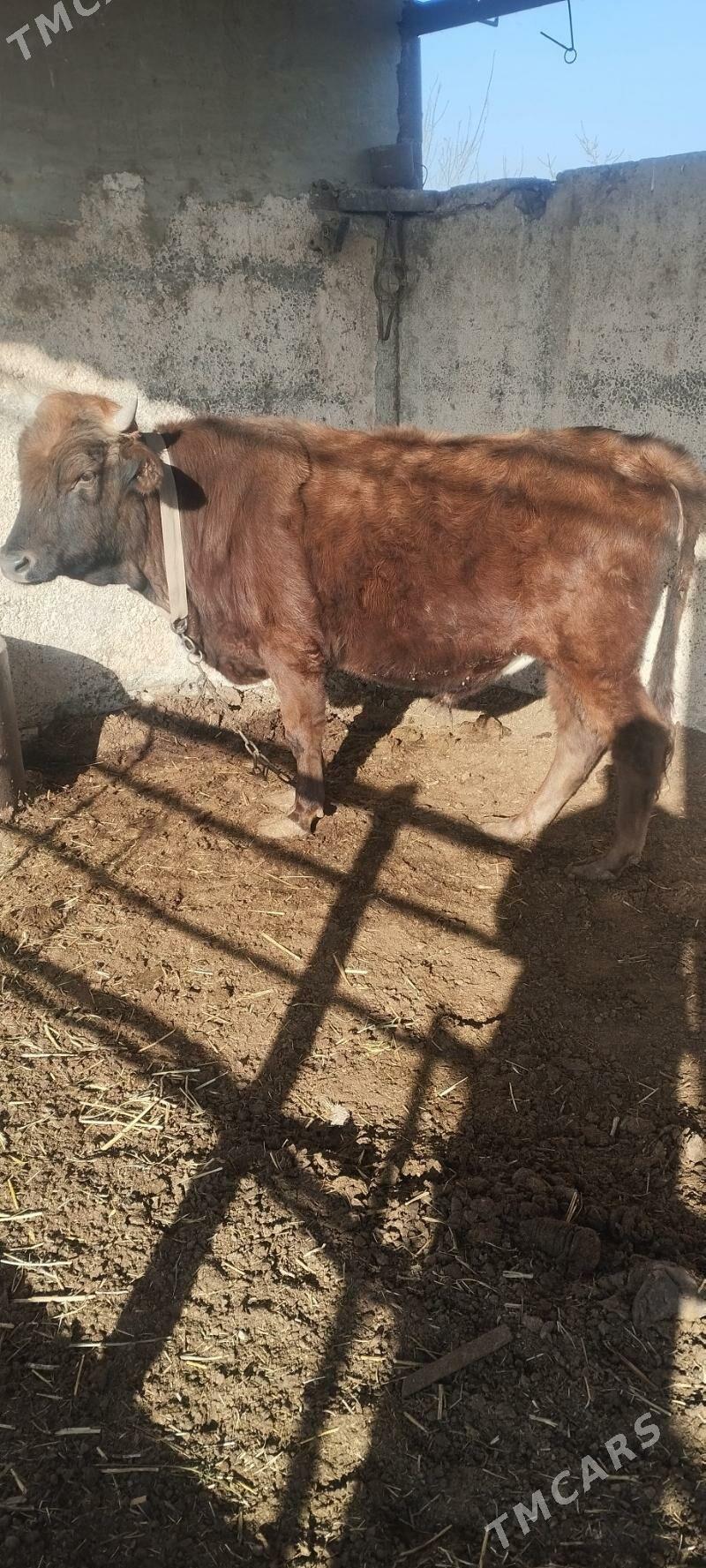 õkÿz - Wekilbazar - img 2