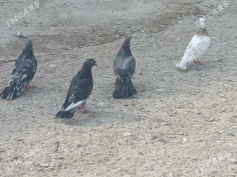 kepderi - Balkanabat - img 3