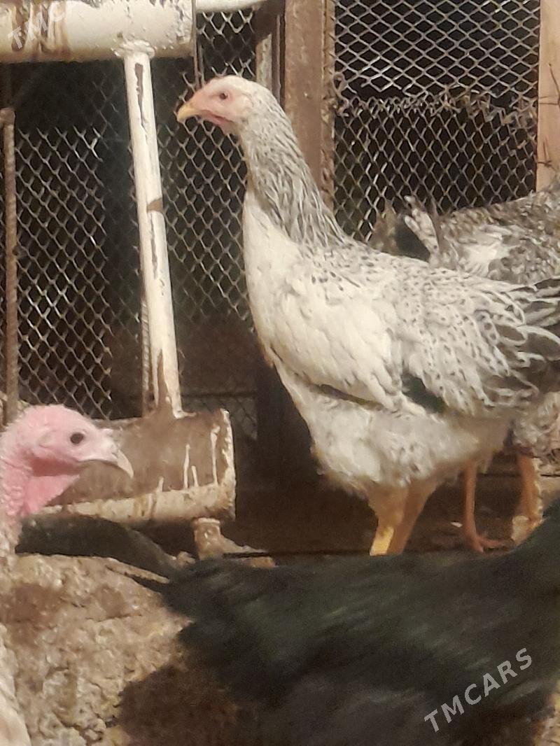 Gigant towuk - Sakarçäge - img 3