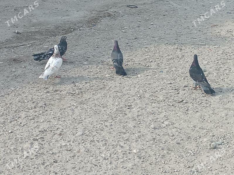 kepderi - Balkanabat - img 2