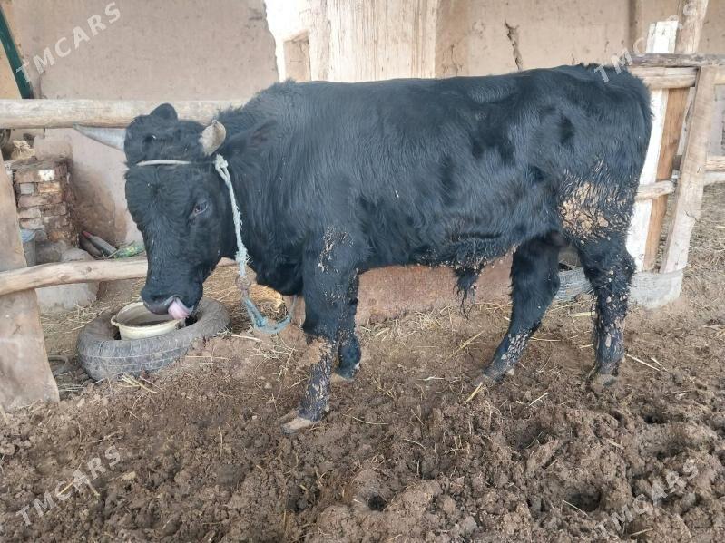 okuz - Türkmenabat - img 2