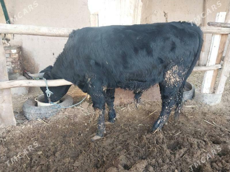 okuz - Türkmenabat - img 3