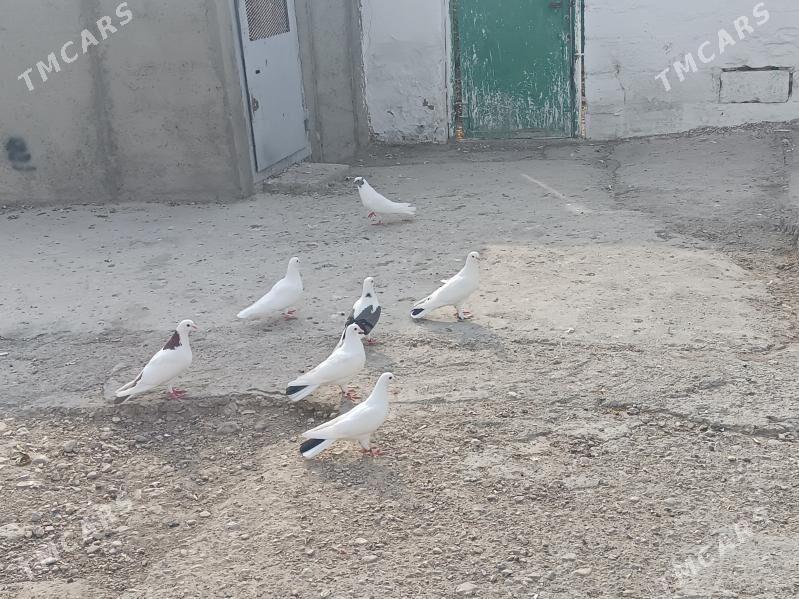 kepderi - Балканабат - img 2