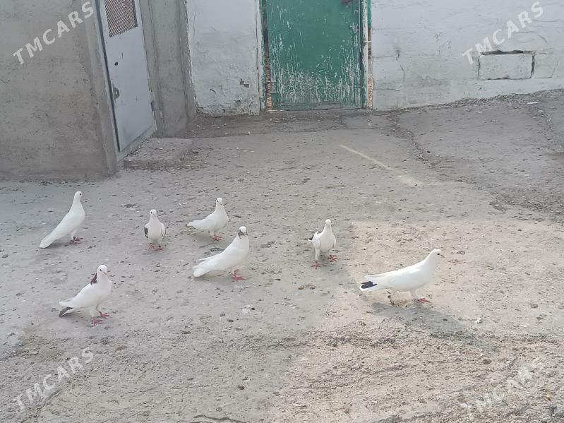 kepderi - Балканабат - img 3