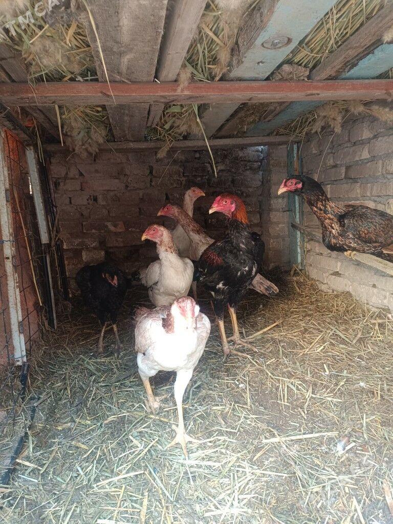 Baýsowy horaz - Çärjew - img 7