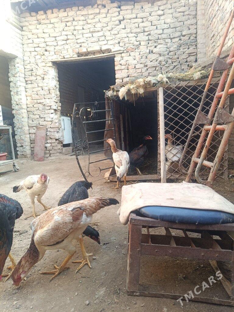 Baýsowy horaz - Çärjew - img 3