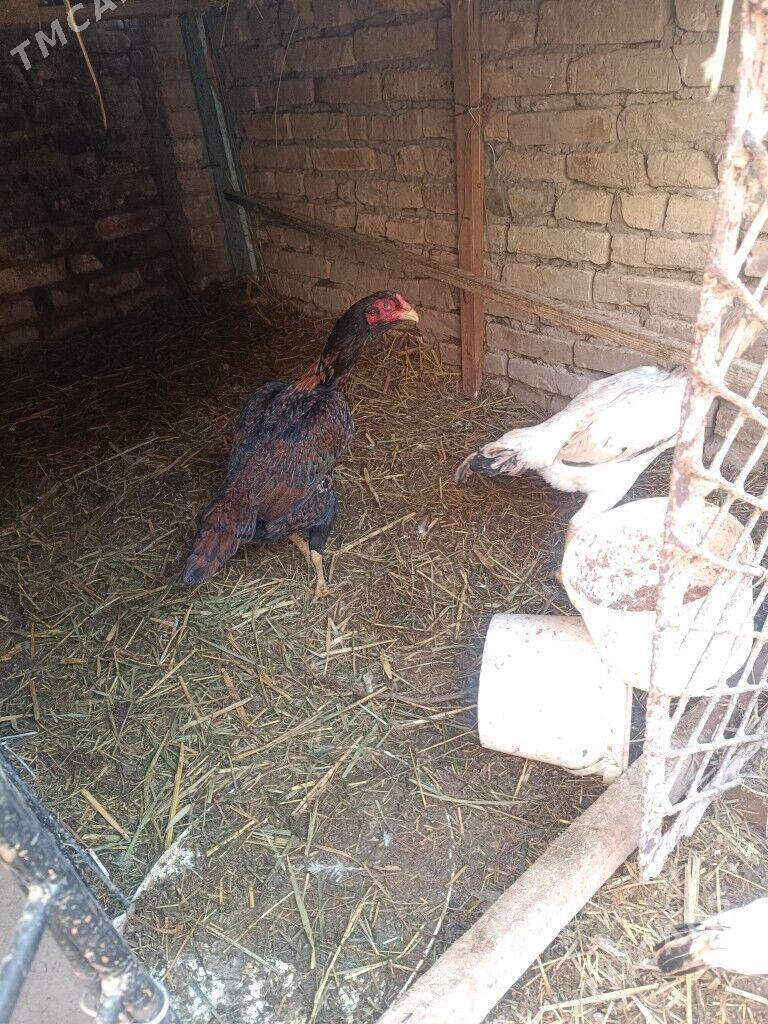 Baýsowy horaz - Çärjew - img 2