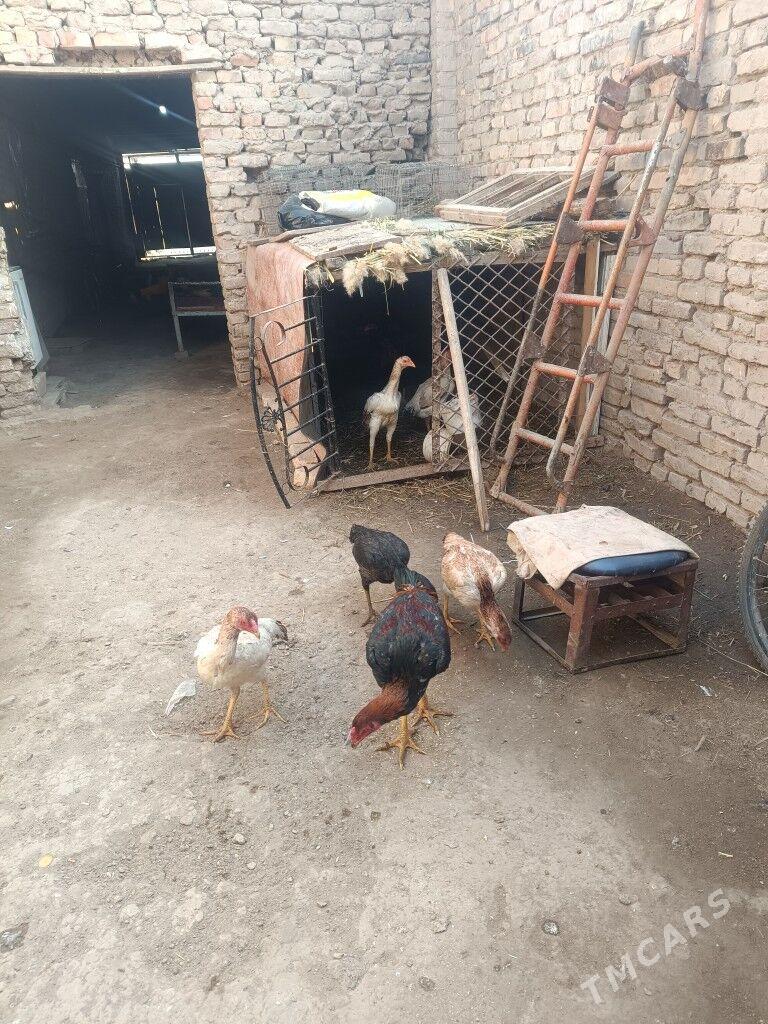 Baýsowy horaz - Çärjew - img 5