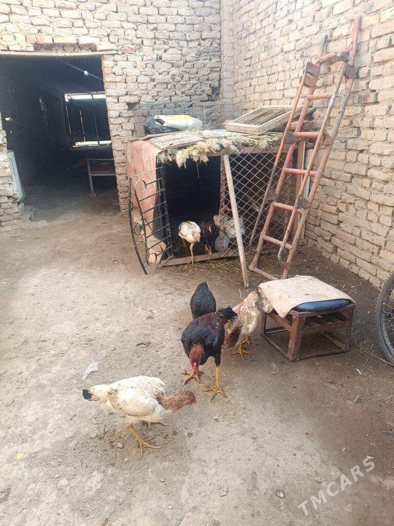 Baýsowy horaz - Çärjew - img 6