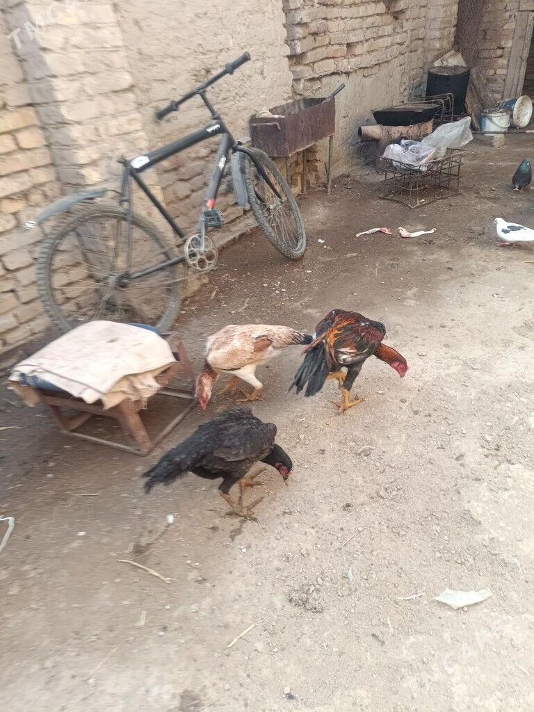 Baýsowy horaz - Çärjew - img 1