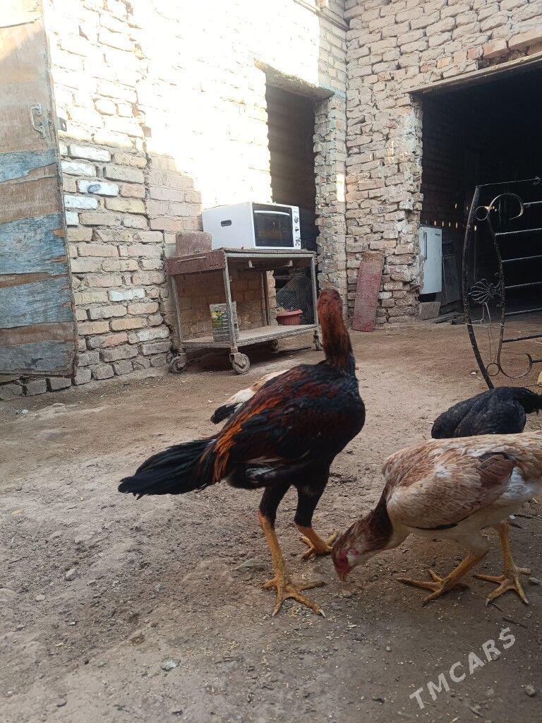 Baýsowy horaz - Çärjew - img 4