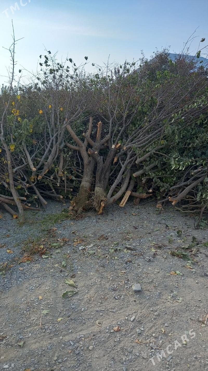 agaç odun - Bäherden - img 3