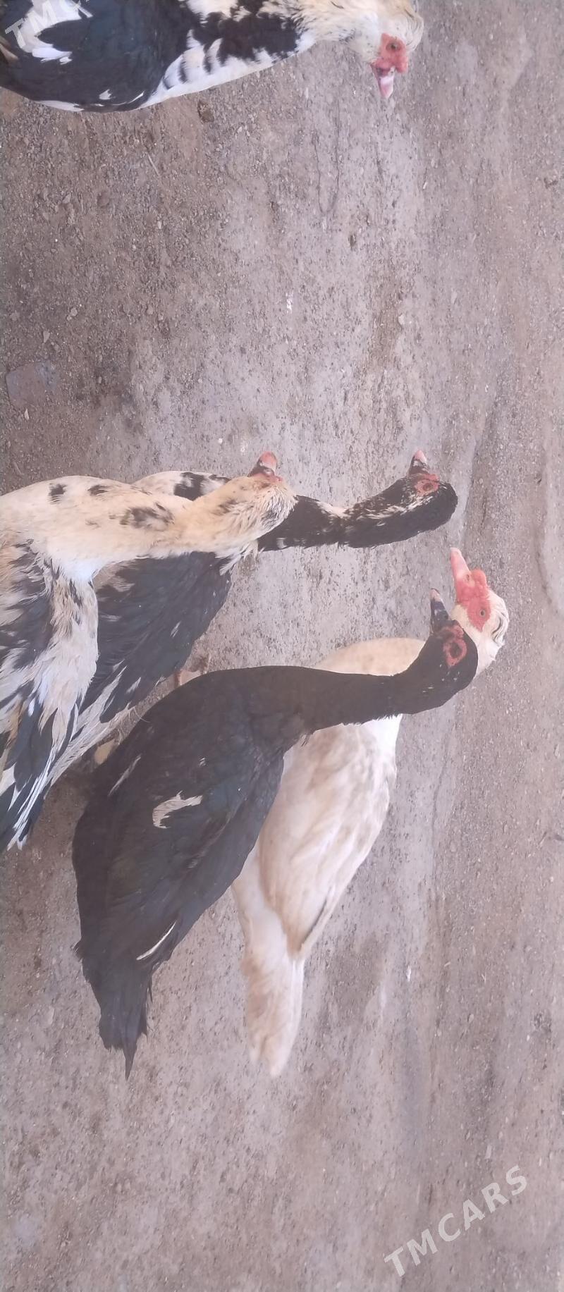 indautga - Туркменбаши - img 6