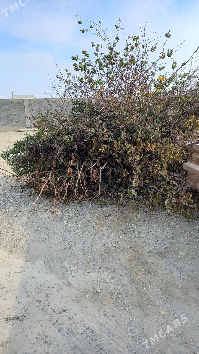 agaç odun - Bäherden - img 5