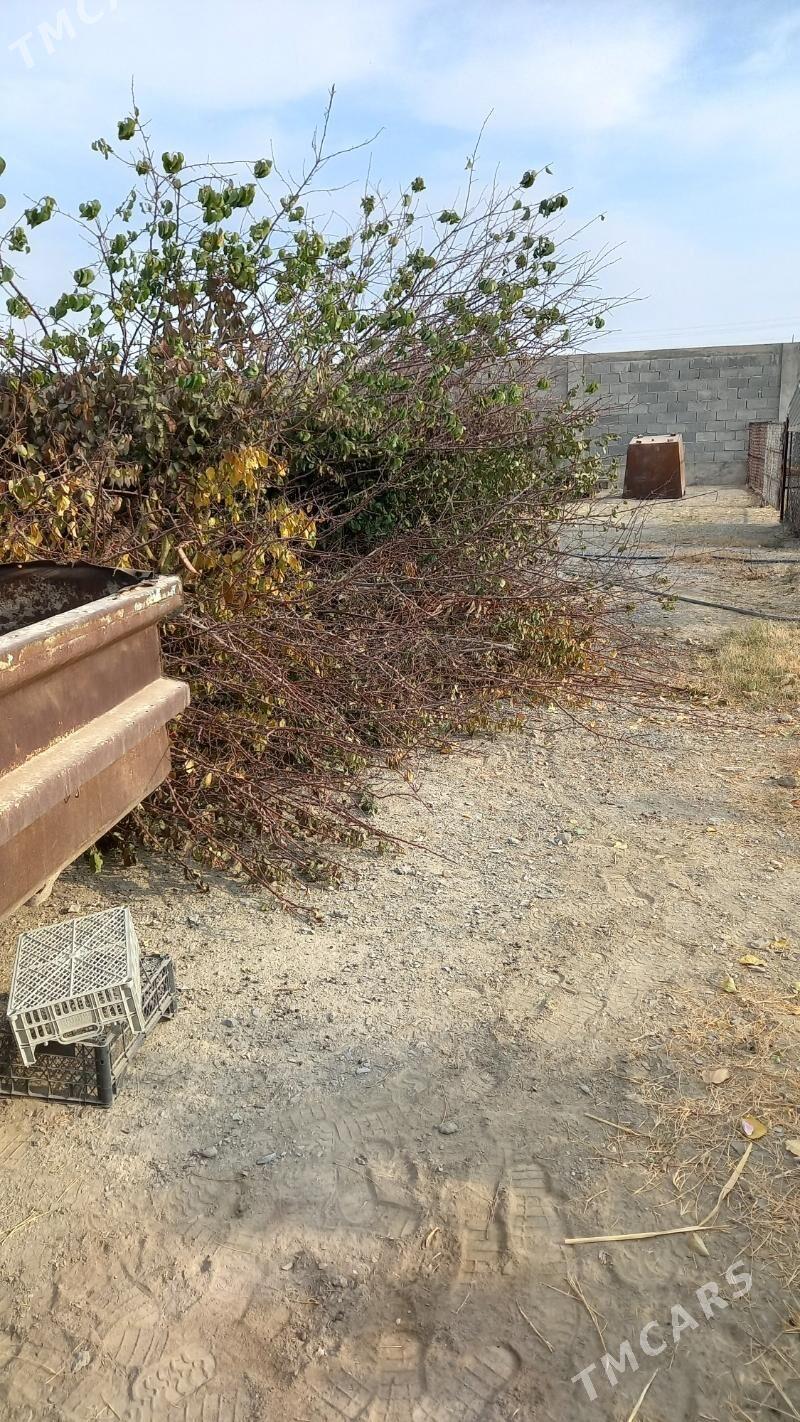 agaç odun - Bäherden - img 6