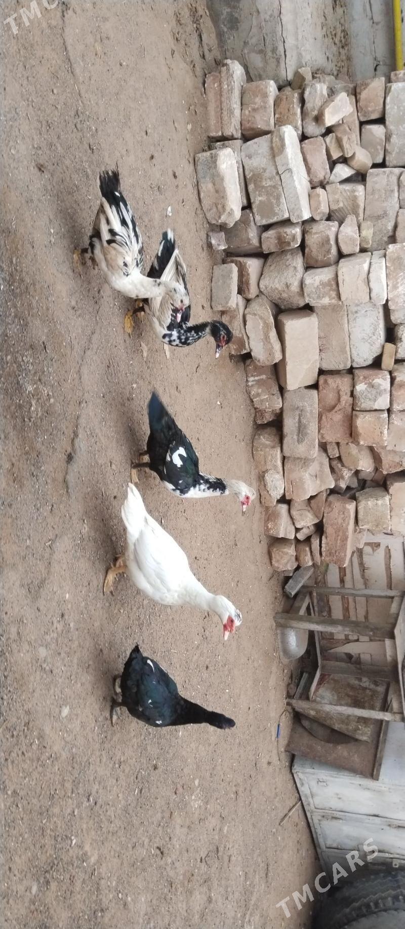 indautga - Туркменбаши - img 4