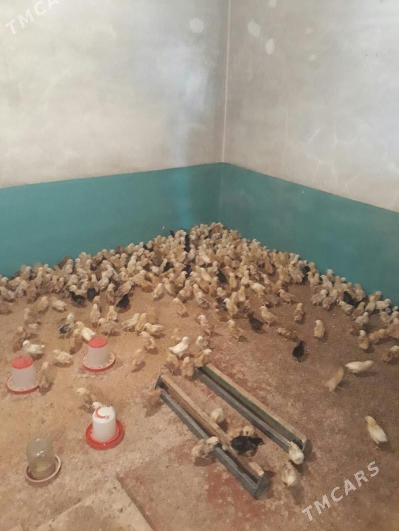 Jüýje - Gökje - img 2