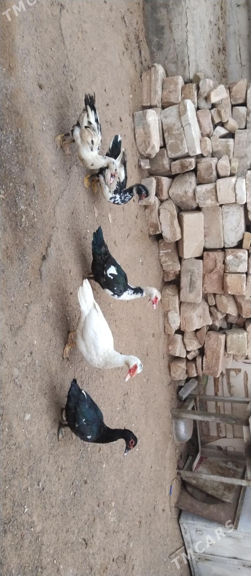 indautga - Туркменбаши - img 3