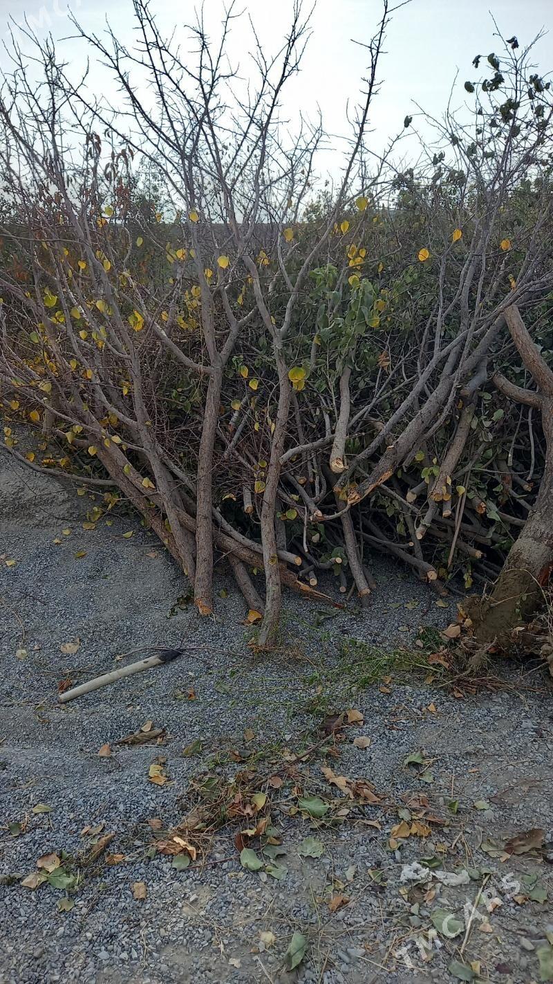 agaç odun - Bäherden - img 4