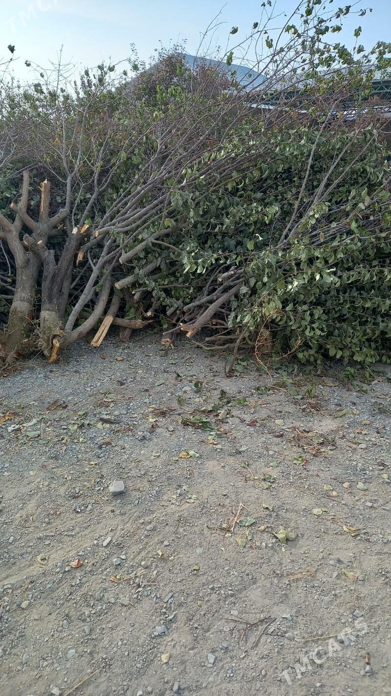 agaç odun - Bäherden - img 2