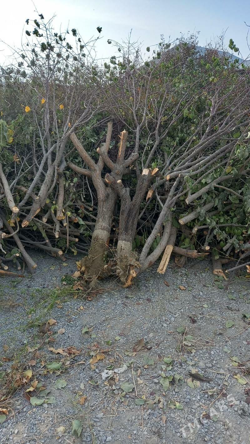 agaç odun - Bäherden - img 1