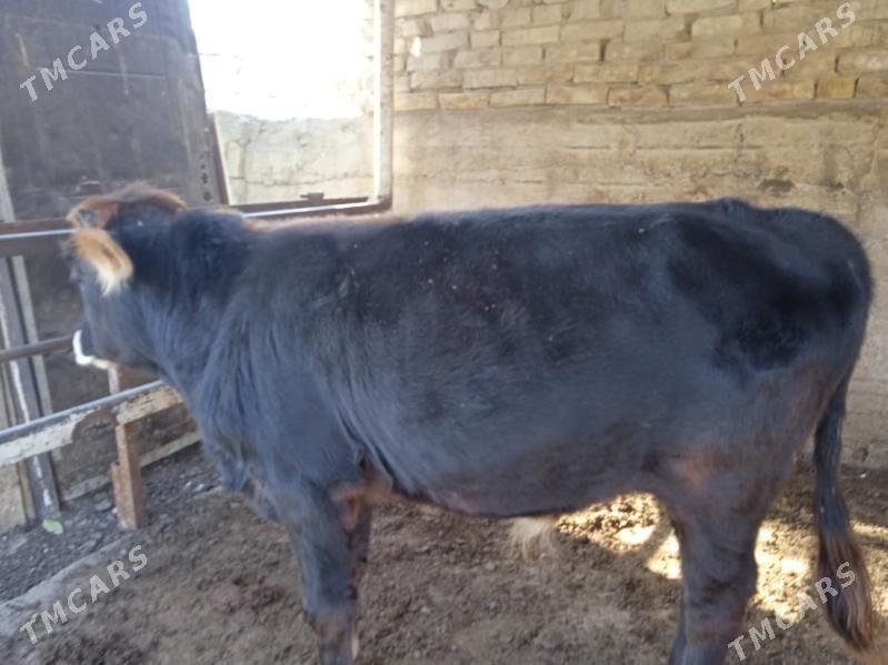 okuz - Aşgabat - img 1