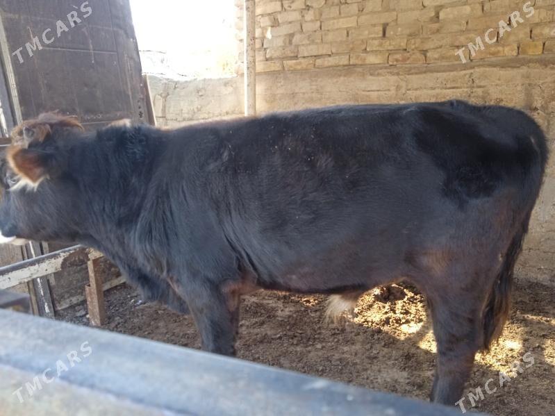 okuz - Aşgabat - img 2