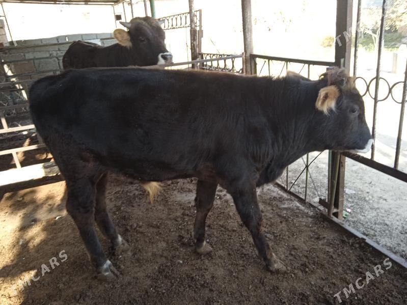 okuz - Aşgabat - img 3