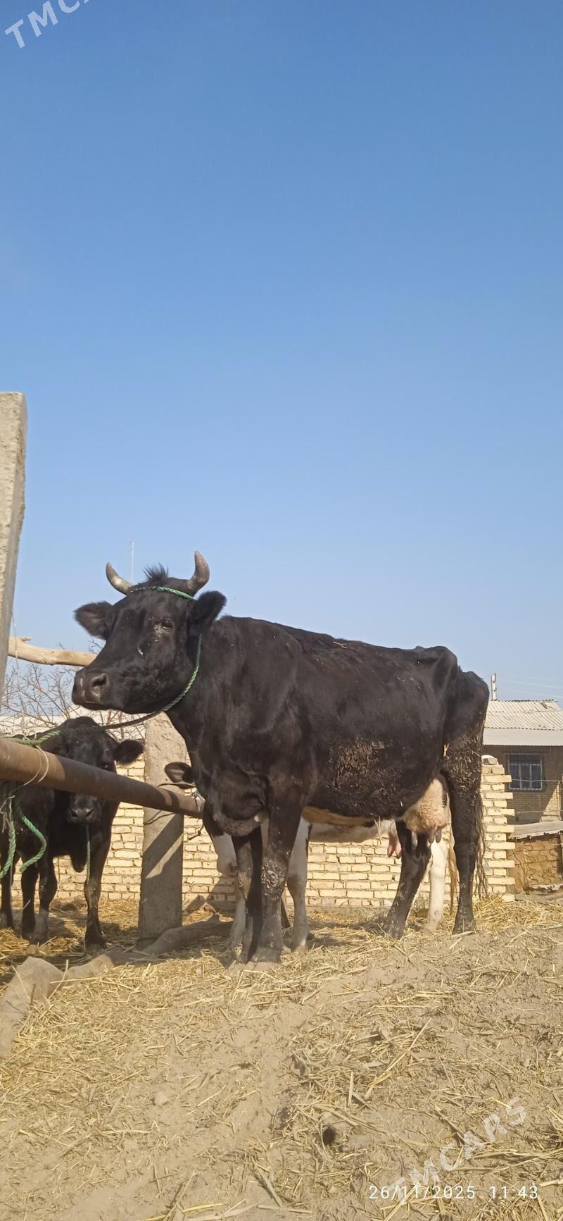 saglyk sygyrlar - Dänew - img 7