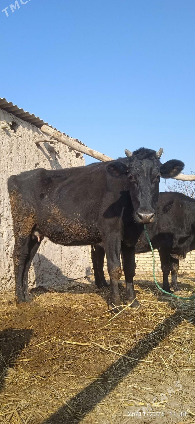 saglyk sygyrlar - Dänew - img 5