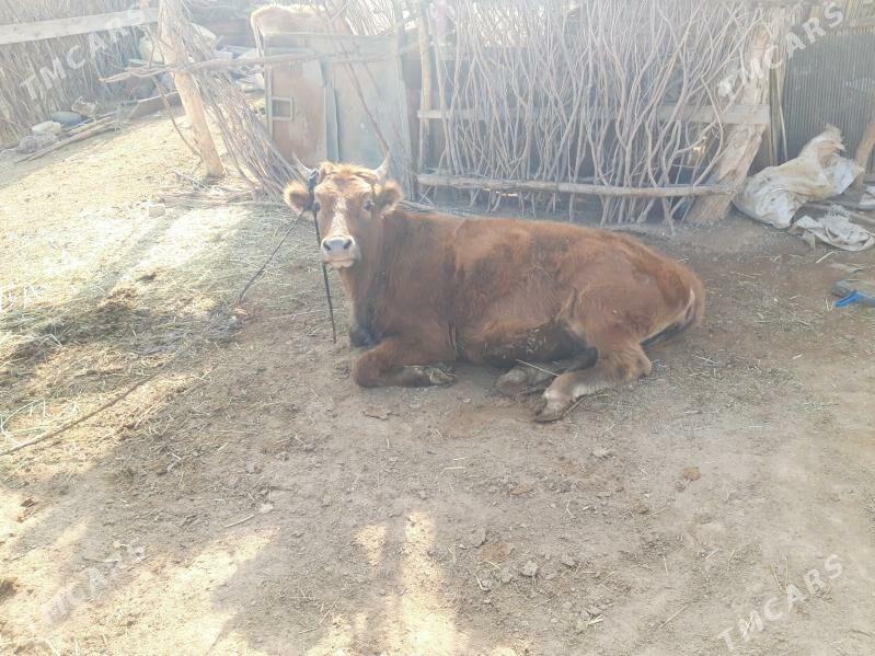 tuwe mal - Теджен - img 2