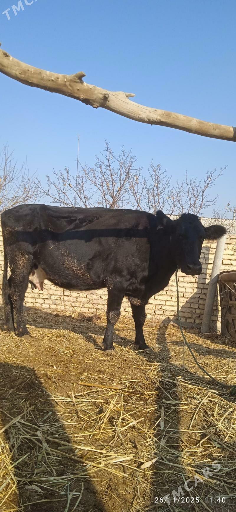 saglyk sygyrlar - Dänew - img 3