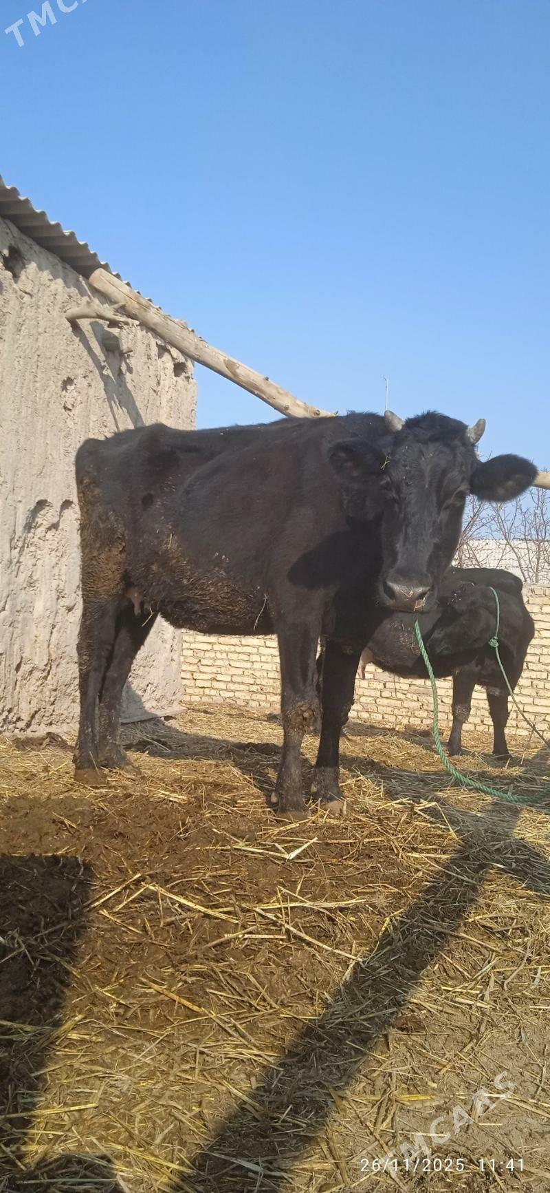 saglyk sygyrlar - Dänew - img 4