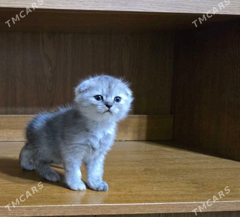 Котята шотландские - Ашхабад - img 6